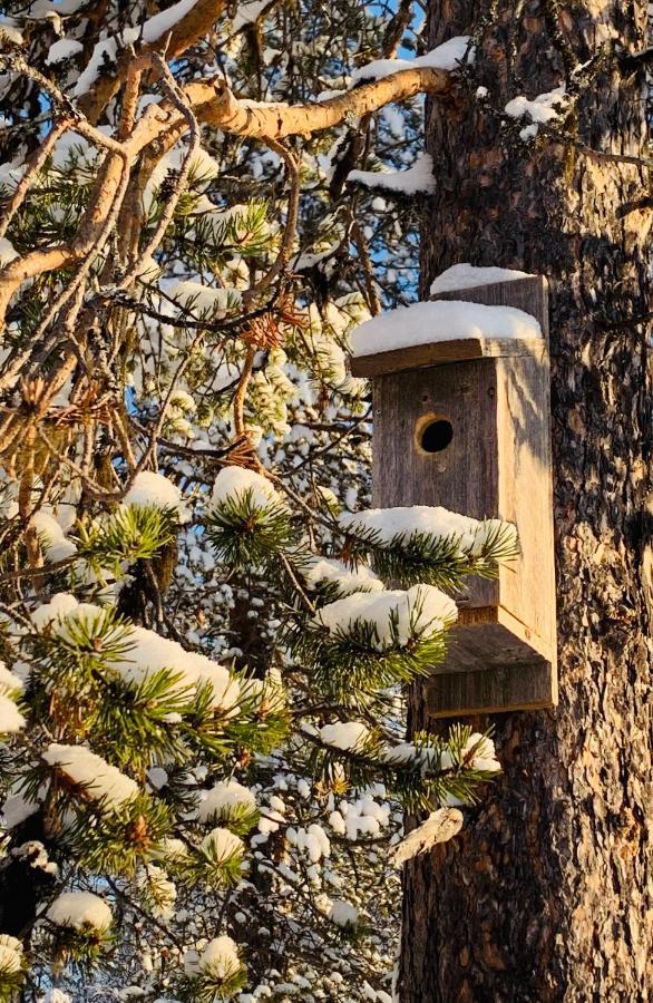Off-Grid Cabin In Nattavaara Lapland Eksteriør bilde